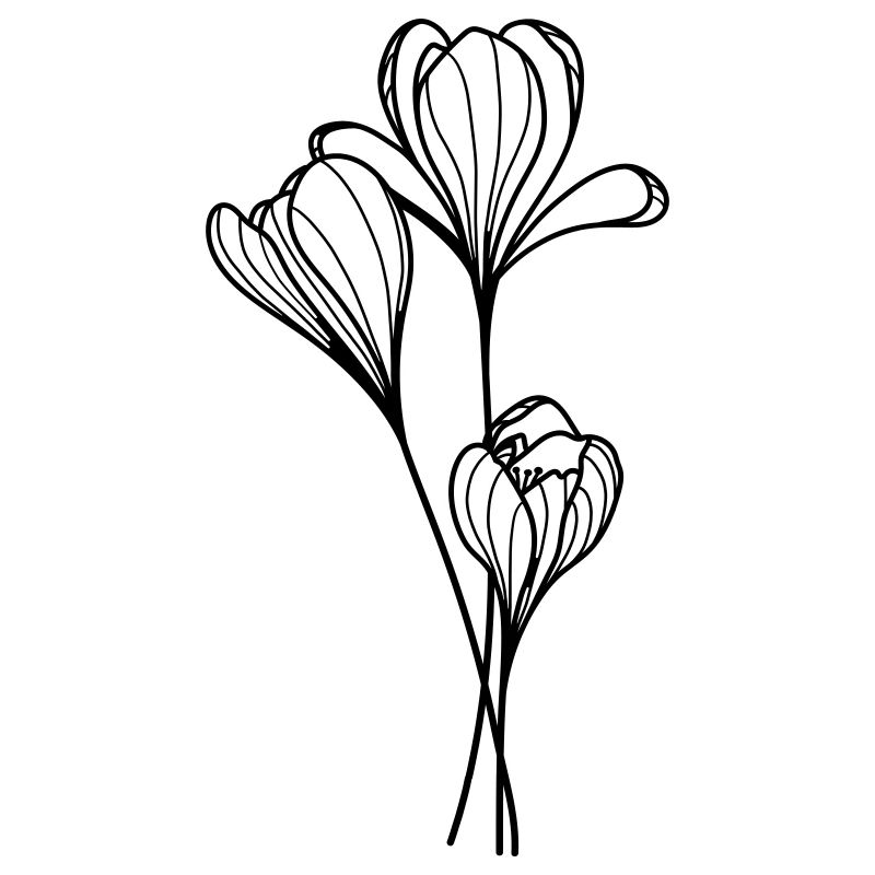 Crocus flower