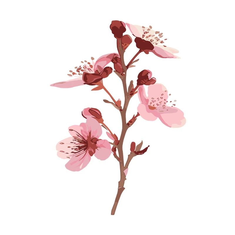 Cherry blossoms pink sakura flowers