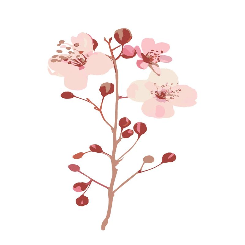 Fleurs du cerisier sakura