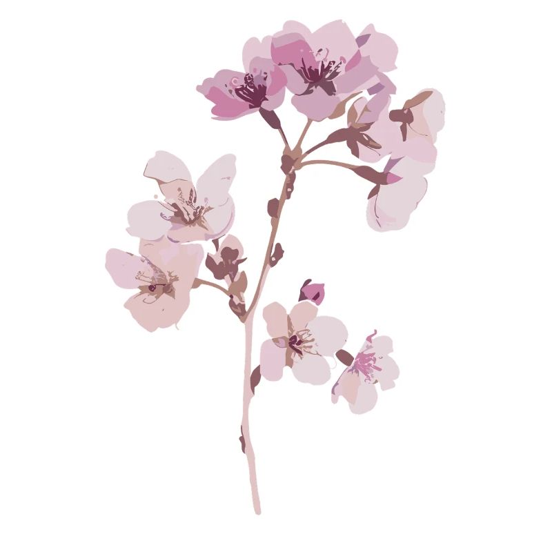 Sakura Blüte des Kirschbaum illustration sticker