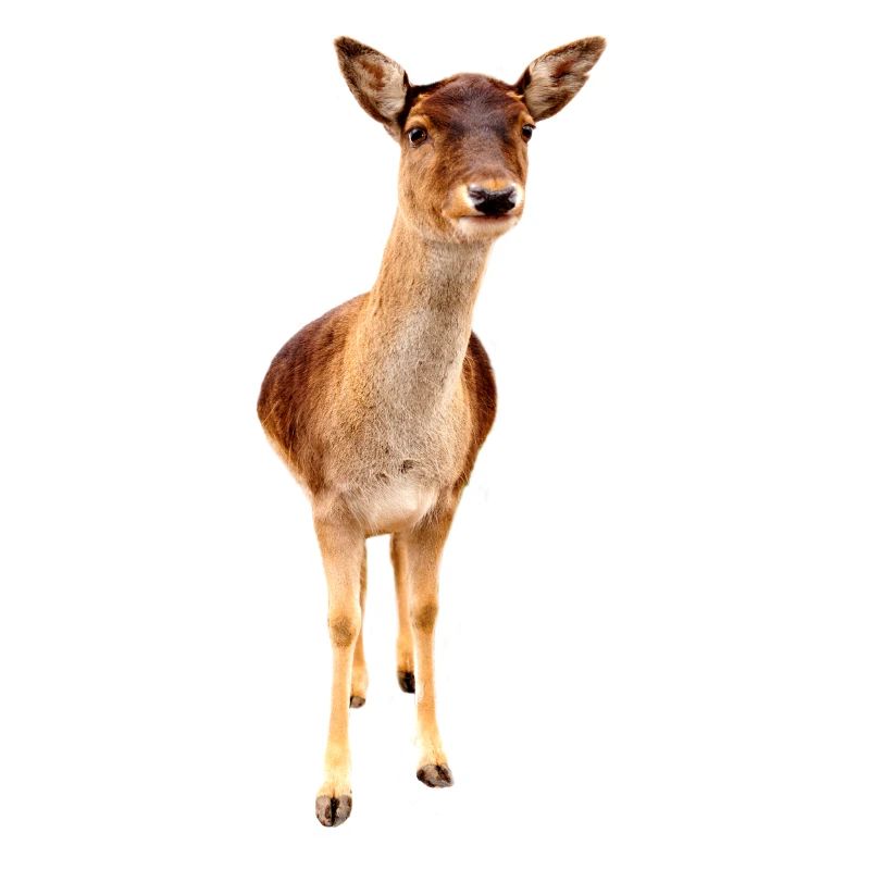 cerf