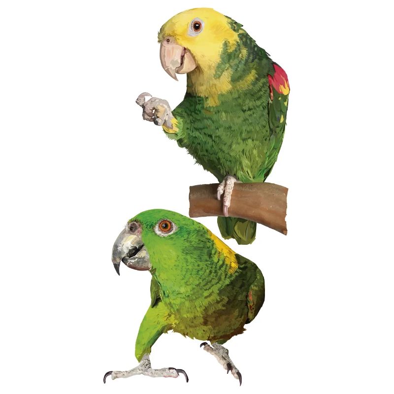 Parrots