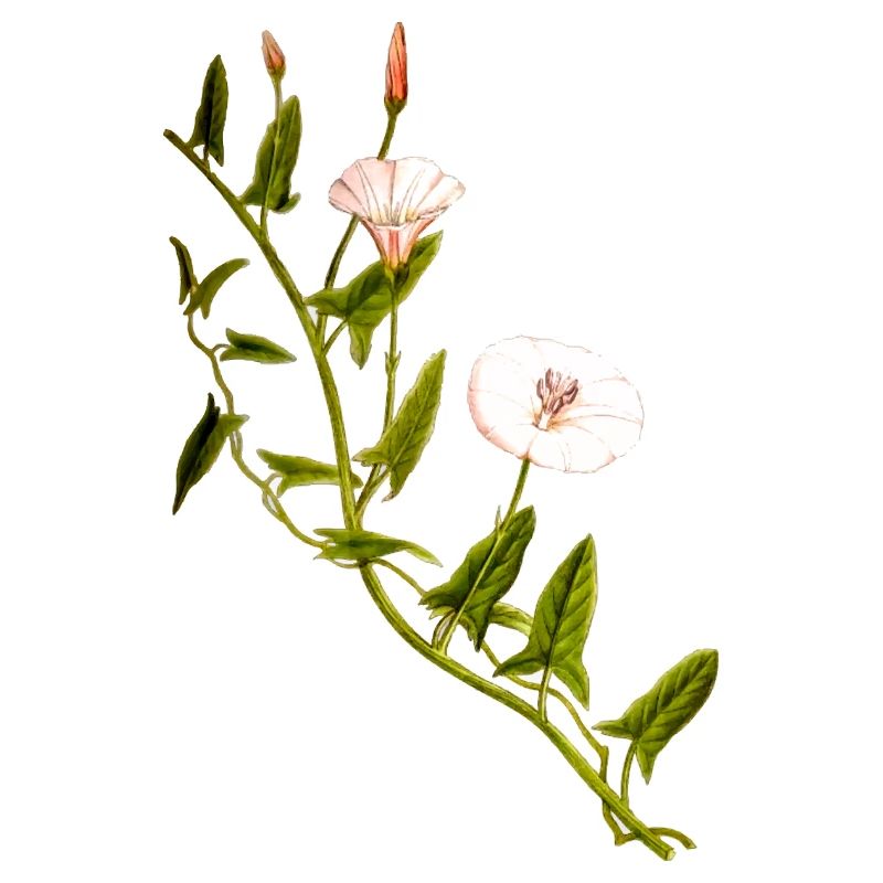 herbes thym romarin persil origan aneth
