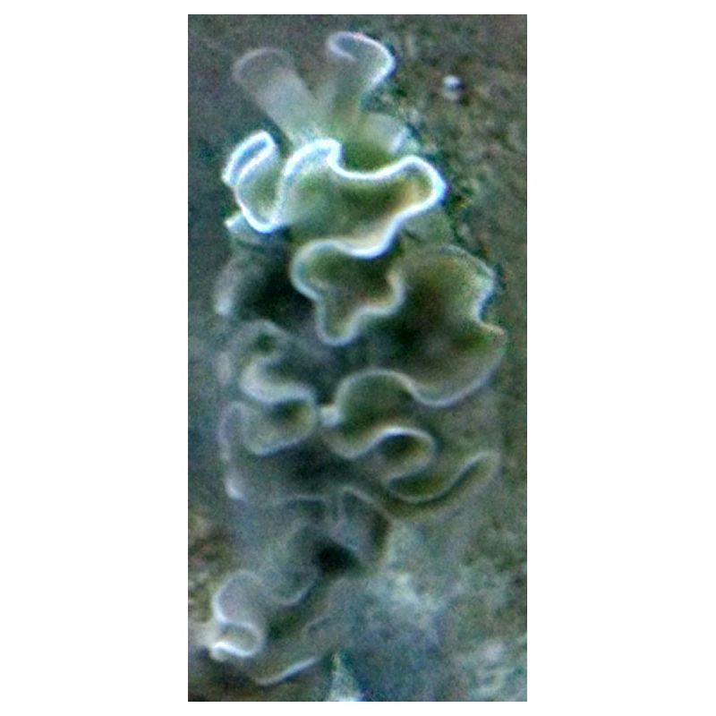Meeres Schnecke