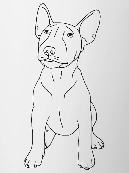 Bullterrier Puppy