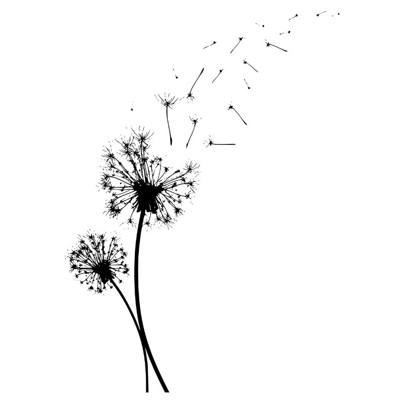Dandelion with flying seeds. gift