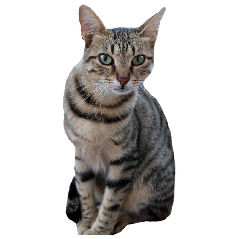 Chaton chat