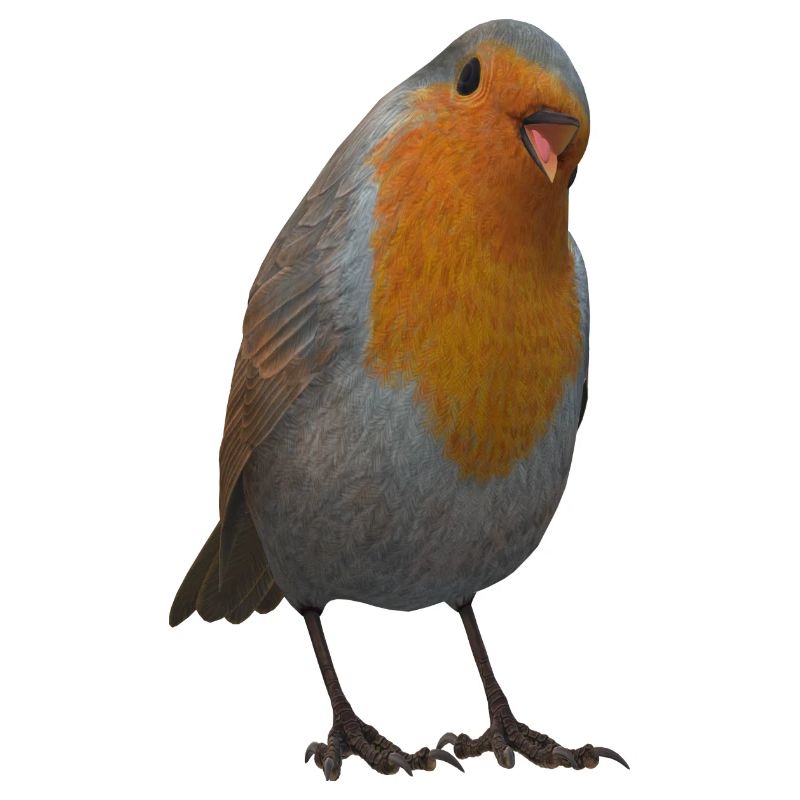 Rotkehlchen Design