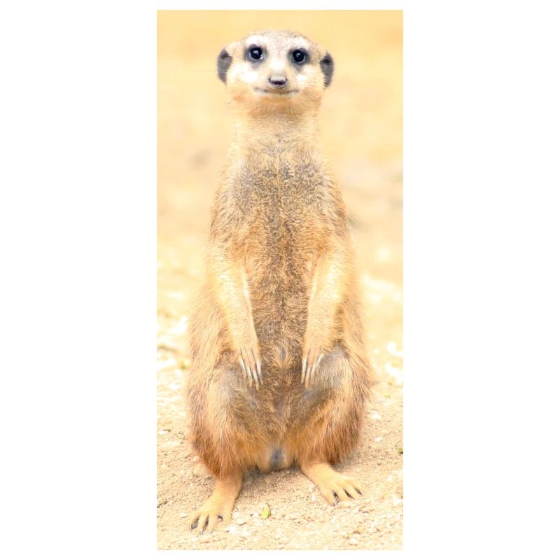 Erdmännchen