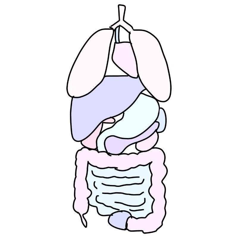 Anatomie organes Médecine