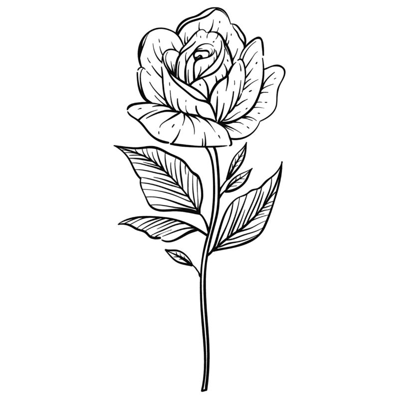 die Rose