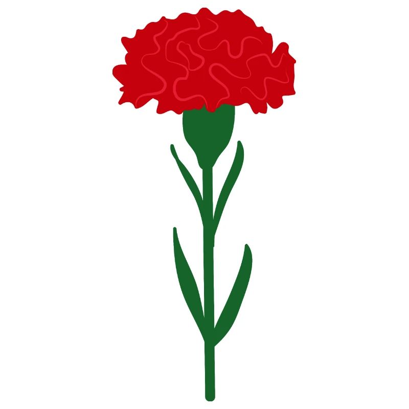 Single bright red carnation flower
