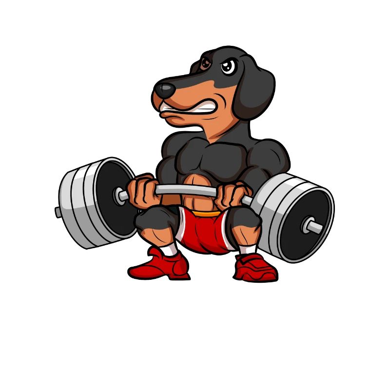 Teckel Teckel Musculation