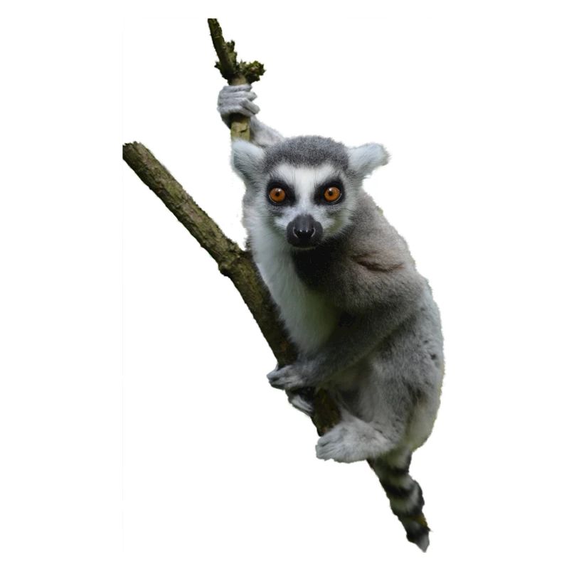 Lemur ring-tailed lemur Madagascar