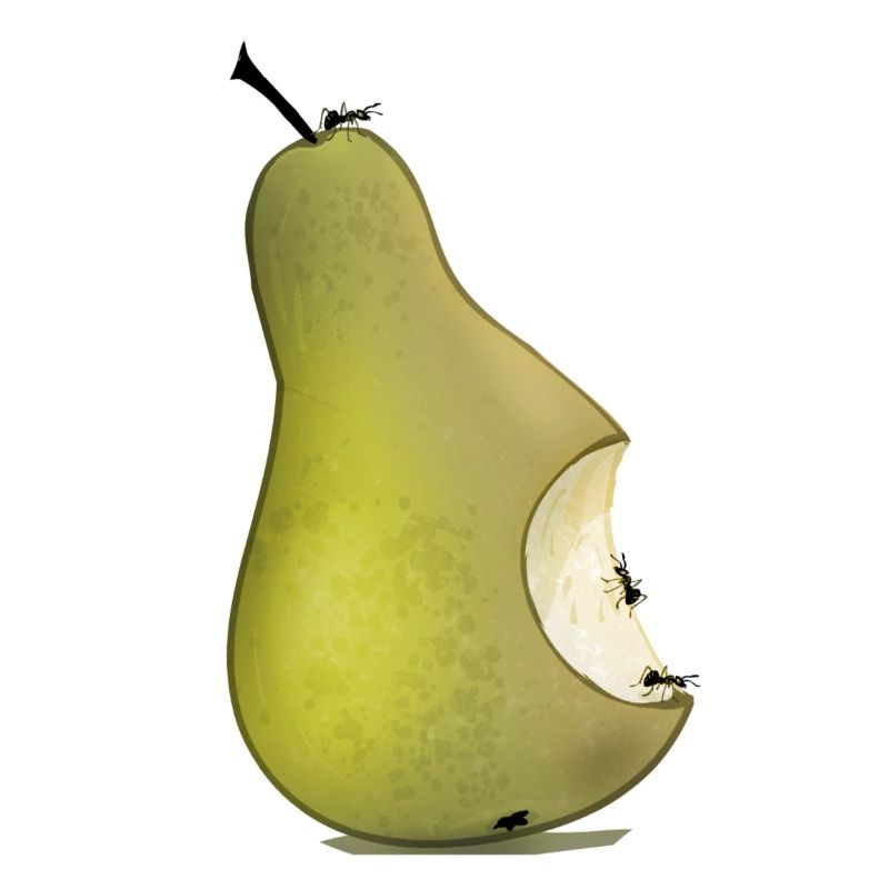 Birne
