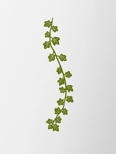 Common ivy | Plants illustration