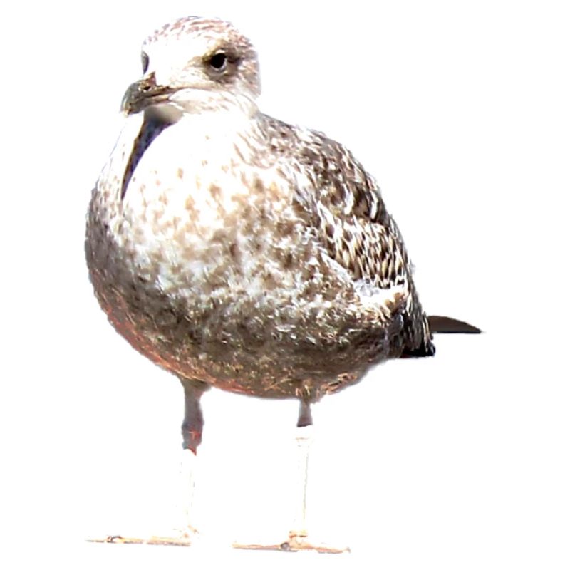 Gull