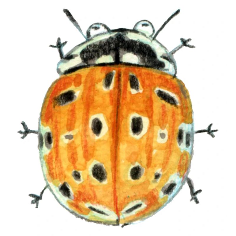 eyespot ladybug