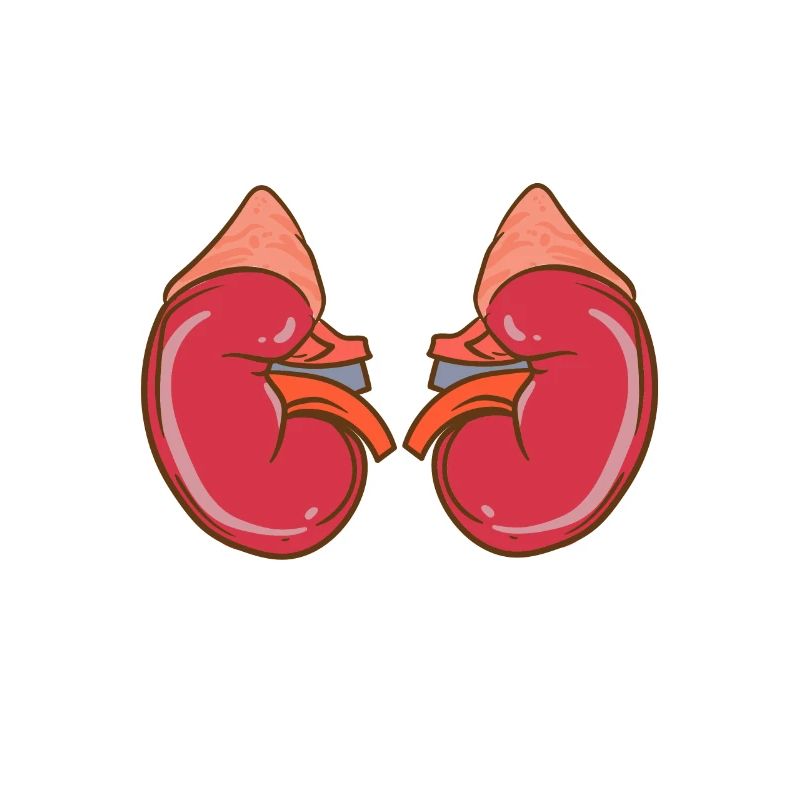 Kidneys Are Made To Be Shared