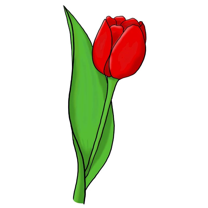 Red tulip
