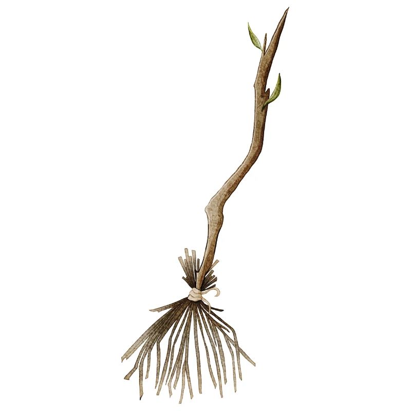 Witch's broom