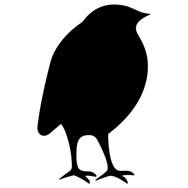 Little bird