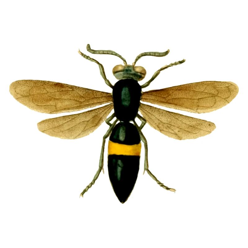 guêpe