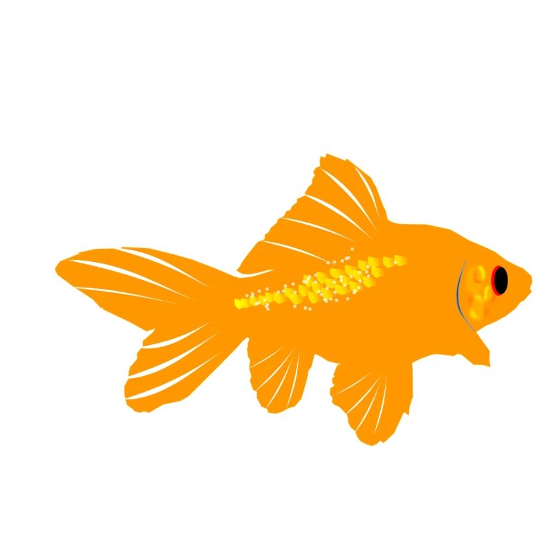poisson rouge