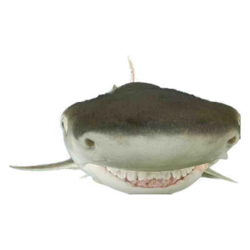 requin, sourire, requin rieur, requin, poisson