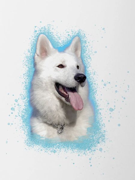 Berger Blanc Suisse,shepherd,dog,graffiti,pink