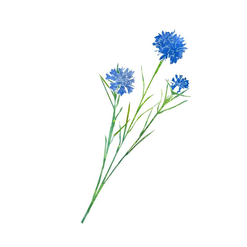Bleuet.