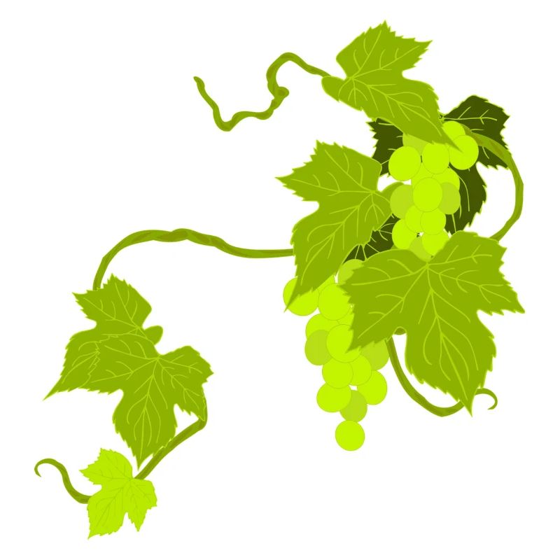 vignes
