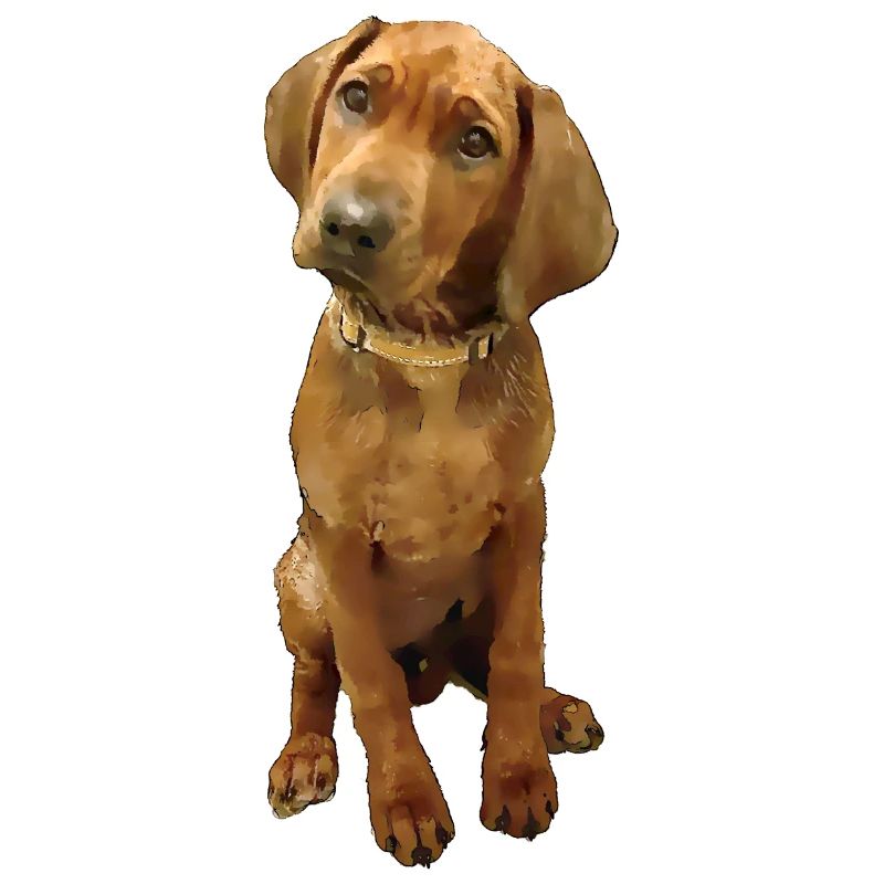 Dog breed Ridgeback