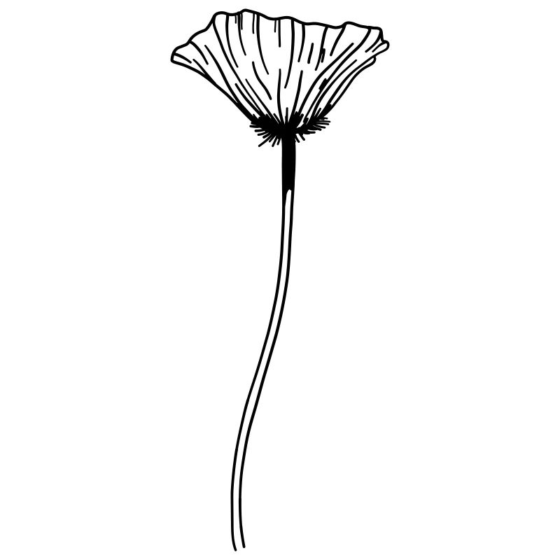 Mohn Blume