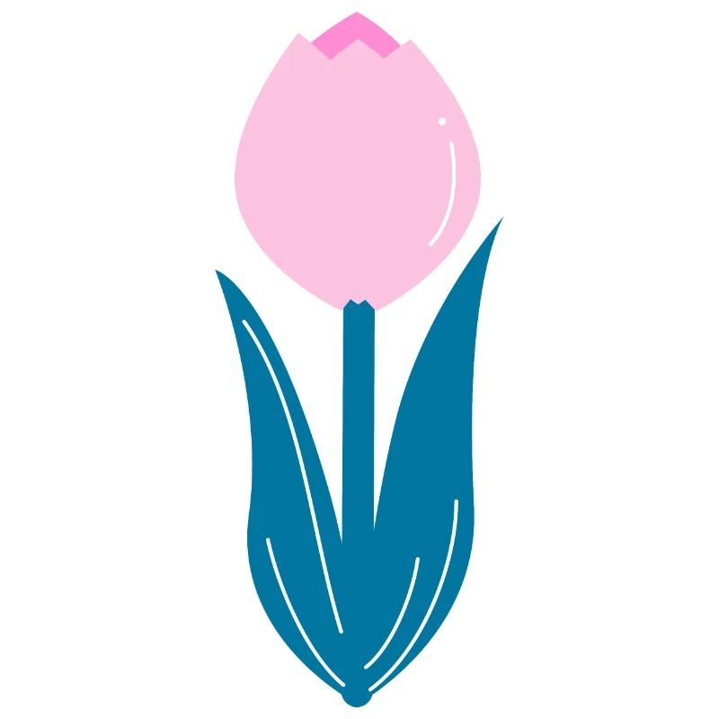 Pink tulip