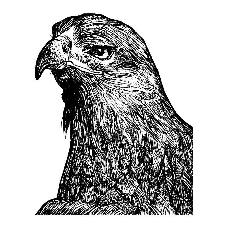 Majestic Eagle Eye