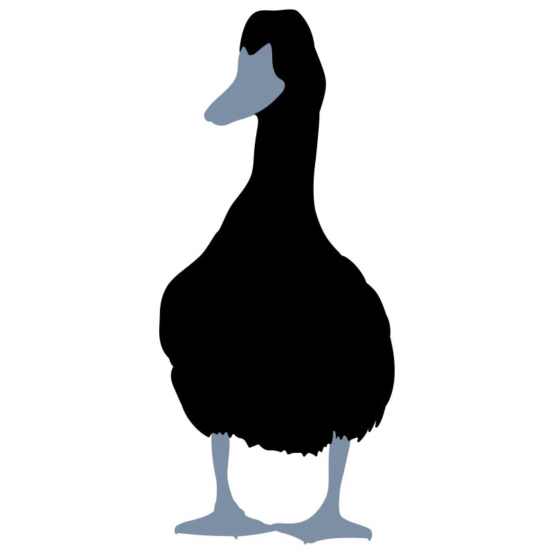 canard