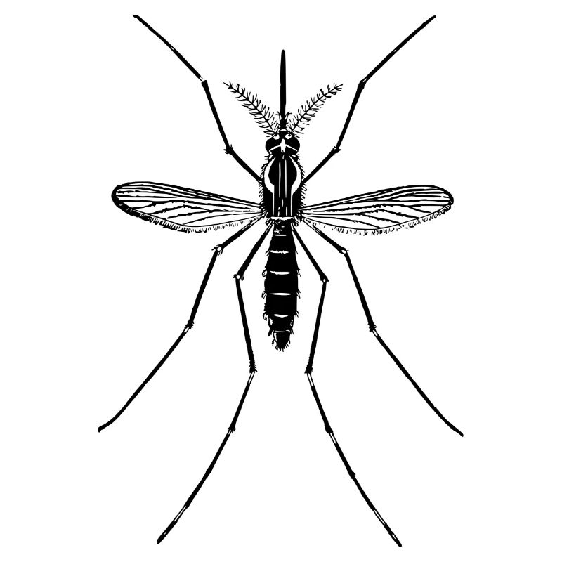 mosqui 10