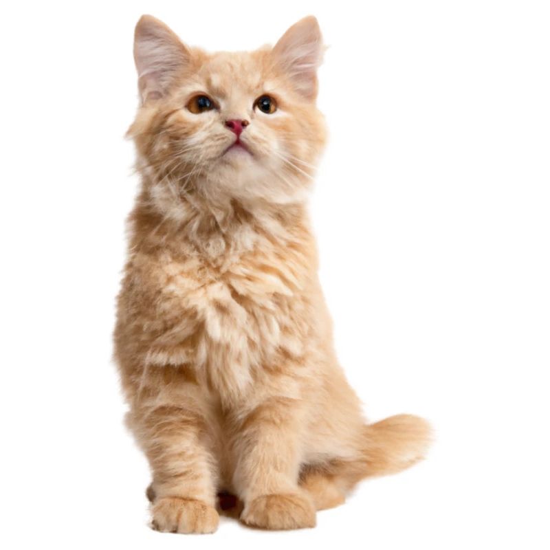 Chat roux