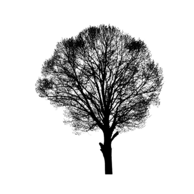 Baum