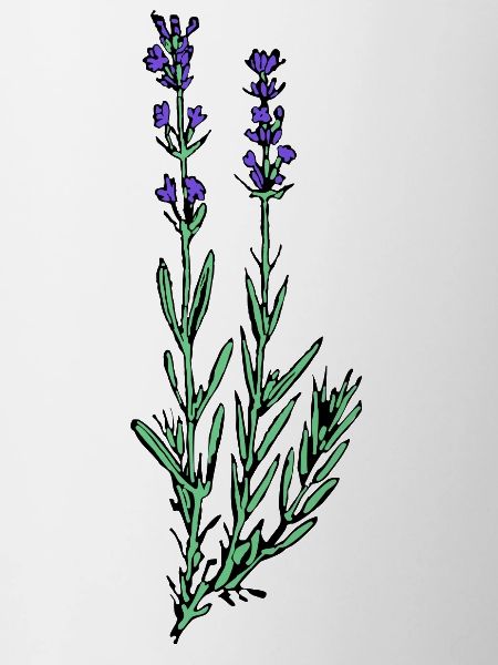 Lavendel