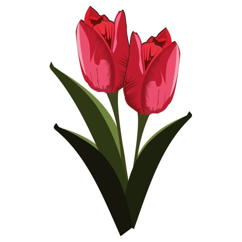 Tulpen