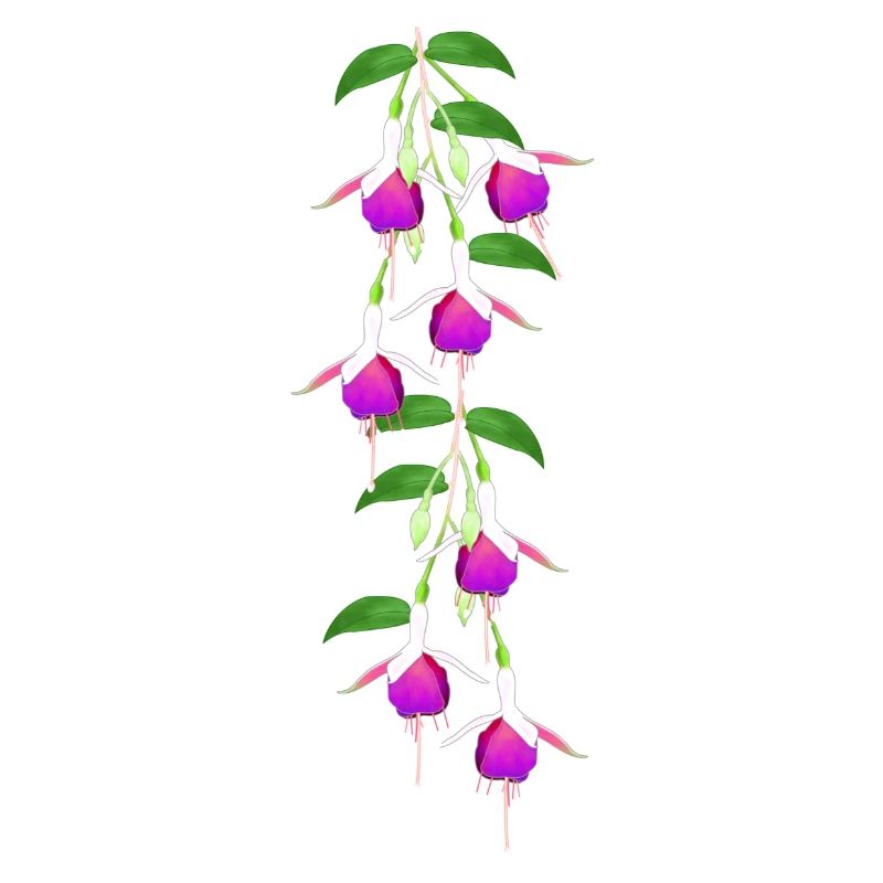 Fuchsia, Blüten
