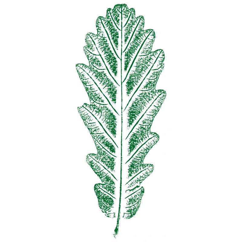 Chêne - Feuille / Feuille de chêne - IMPRIMER