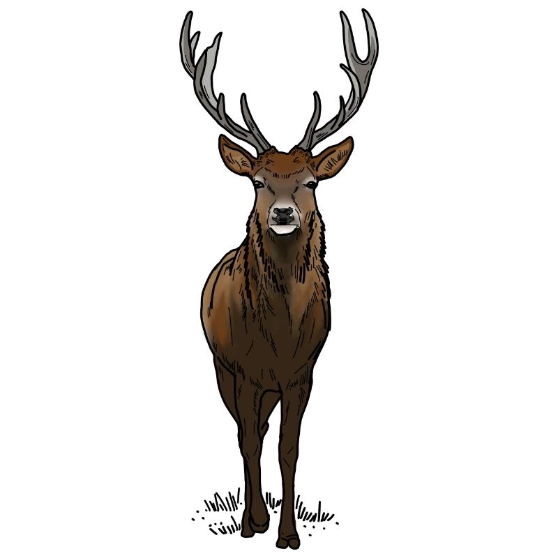 Cerf avec bois