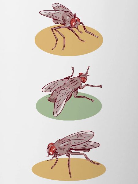 Fly pattern houseflies