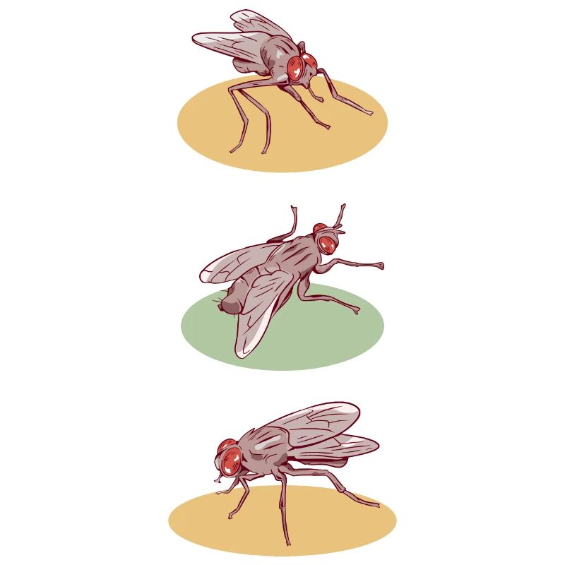 Fly pattern houseflies