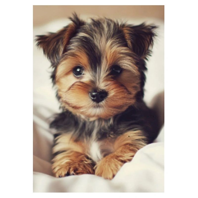 Chiot