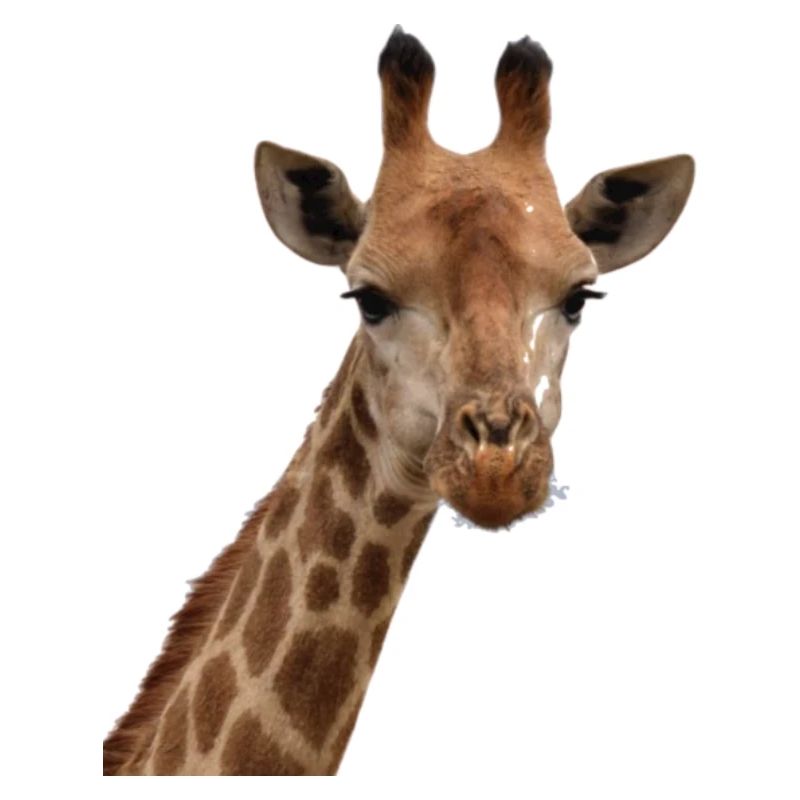 Giraffe, Tier Zoo, lüstig witzig