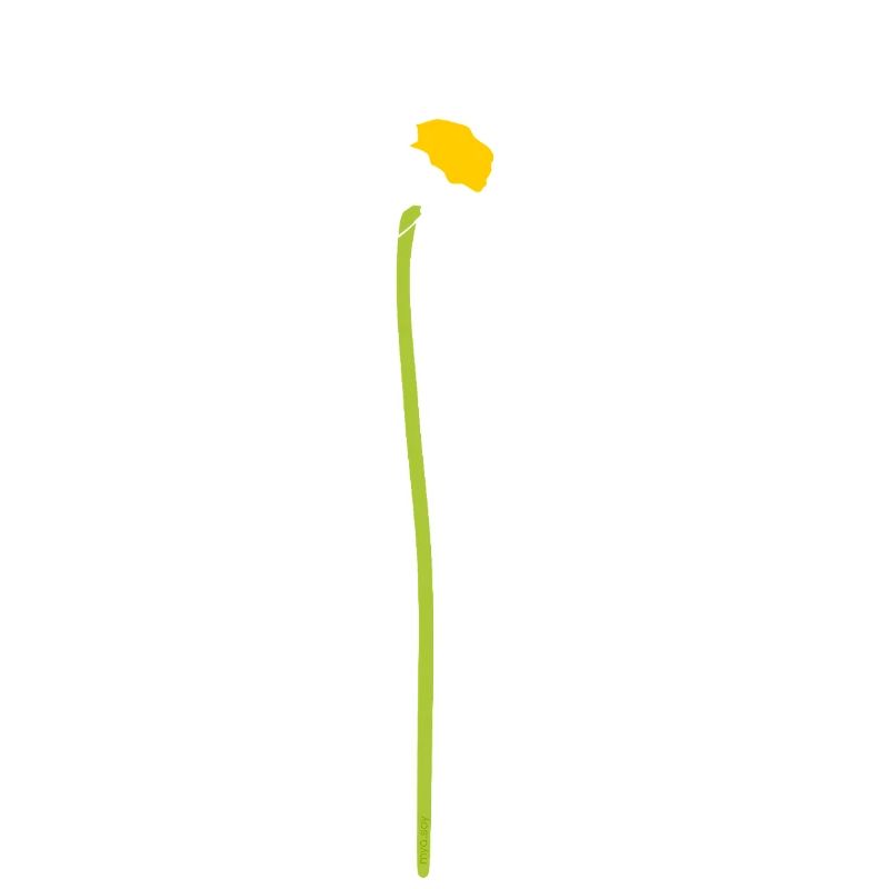 Calendula